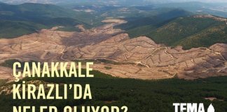 Kirazlı’da 195 Bin Ağaç Kesildi!