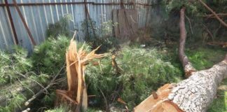 Bir İnşaat Uğruna Asırlık Fıstık Çamını Kestiler! asırlık fıstık çamı